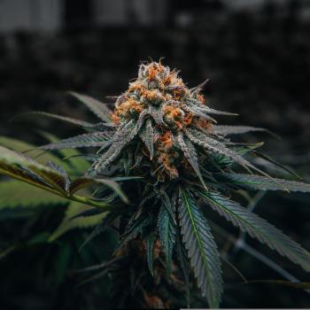 Samen 3x Caramelo Automatik Blow Seeds